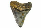 Bargain, Juvenile Megalodon Tooth - North Carolina #111637-1